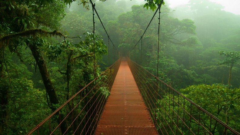 hanging_bridge_in_the_jungle_mist.jpg