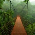 hanging bridge in the jungle mist