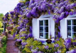 Floral house