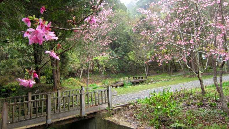 cherry_blossom_trail.jpg