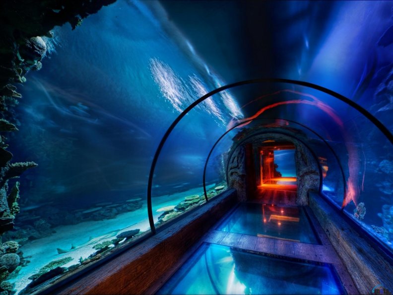 tunnel in the aquarium