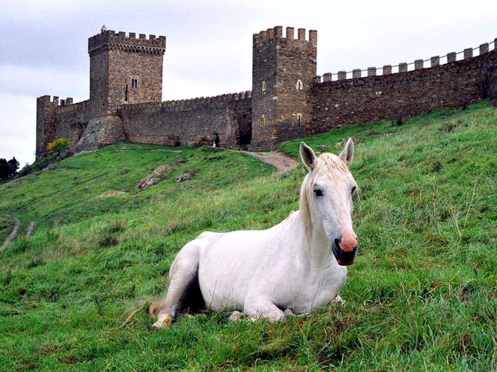 Horse in front of Castle Wall