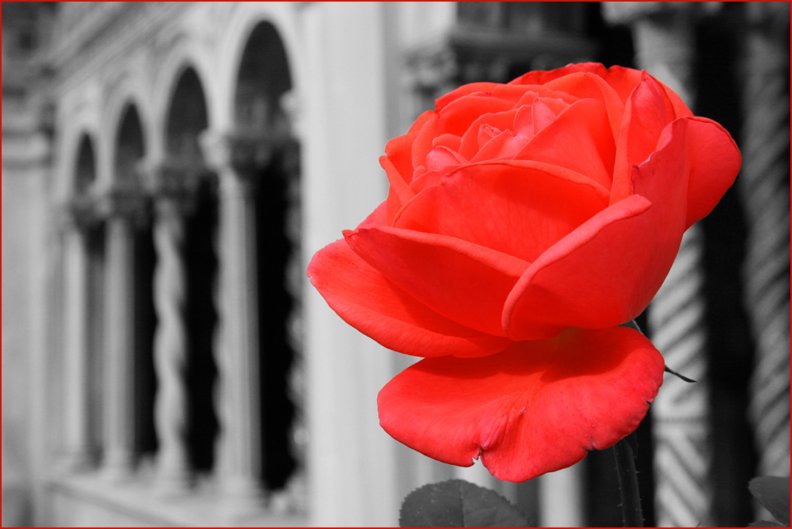 red_rose.jpg