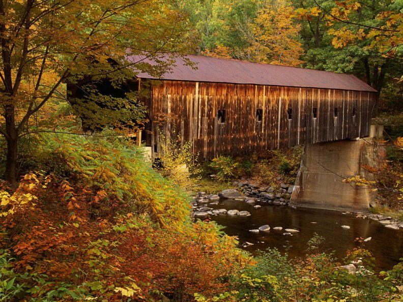 Covered bridge in forest