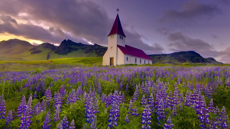 wondeful_church_in_a_field_of_lupines.jpg