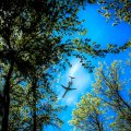 airplane gliding between the trees