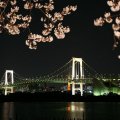 bridge framed by cherry blossom