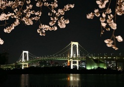 bridge framed by cherry blossom