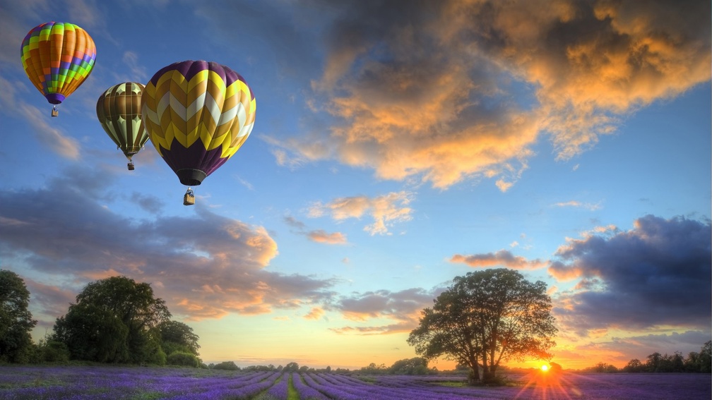 colorful hot air balloons over lavender fields