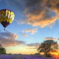 colorful hot air balloons over lavender fields