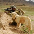 Infantryman and his dog