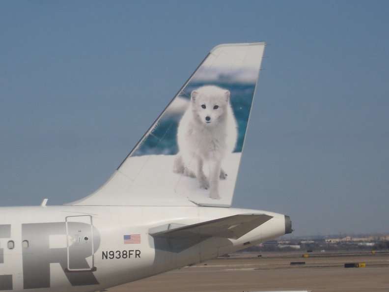 Frontier Airlines Arctic Fox _ 'Misty'