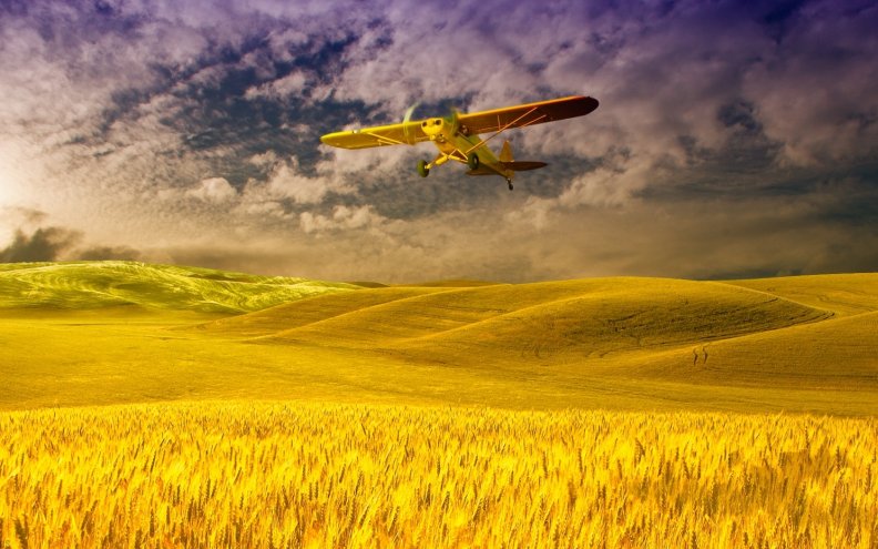 Cub over Fields of Gold