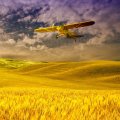 Cub over Fields of Gold