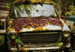 Autumn rust