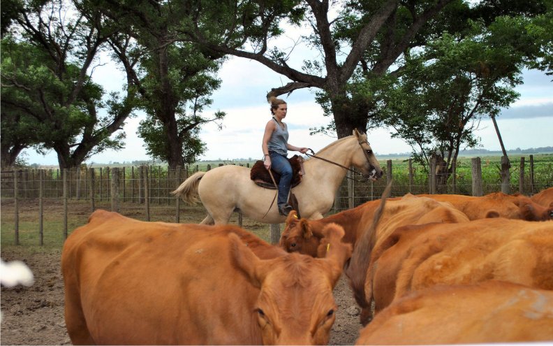 cowgirl_hearding_cattle.jpg