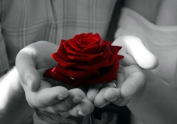 Red Rose for You