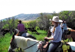 Cowgirl Cattle Drive