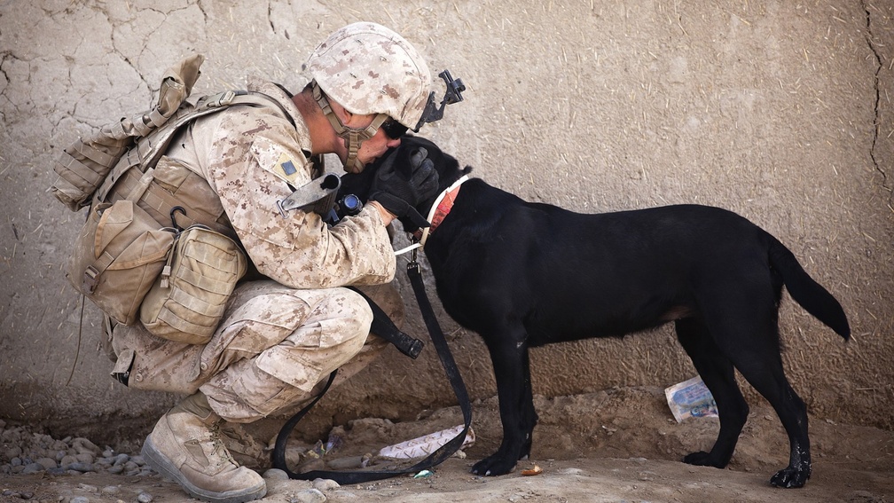 __soldiers dogs