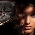 Beauty and Persian Cat