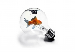 Fish In A Bulb