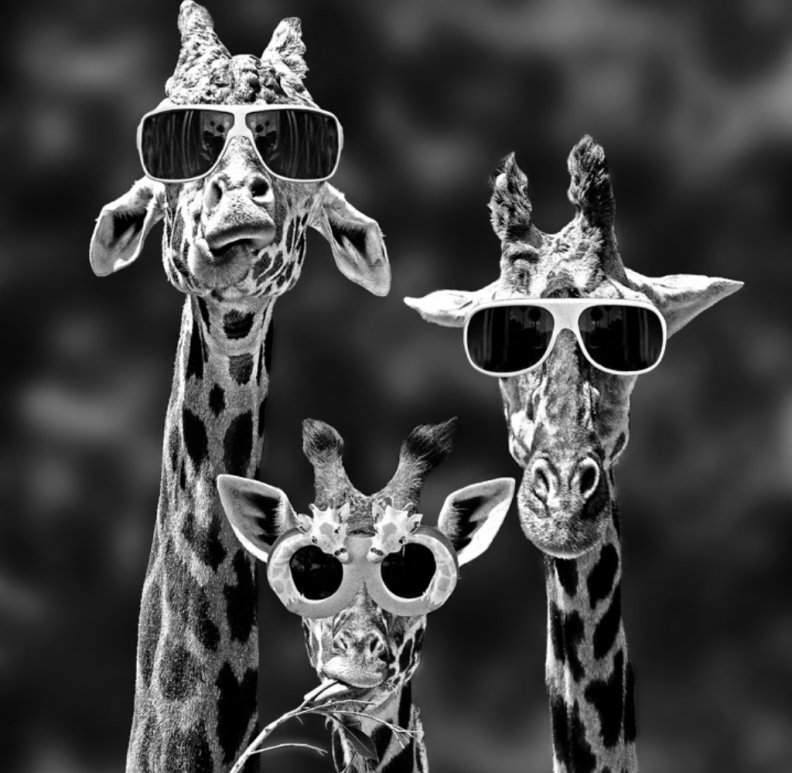 goofy_giraffes.jpg