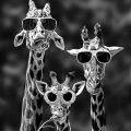 Goofy Giraffes