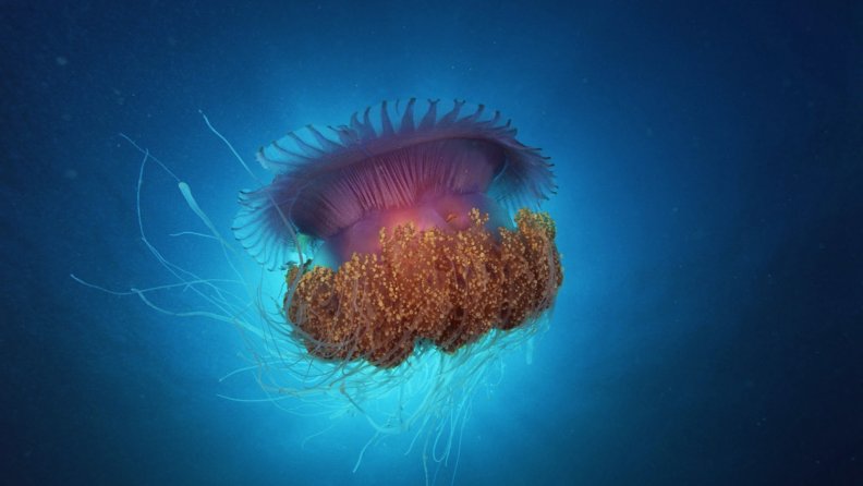 jellyfish_under_the_sea.jpg