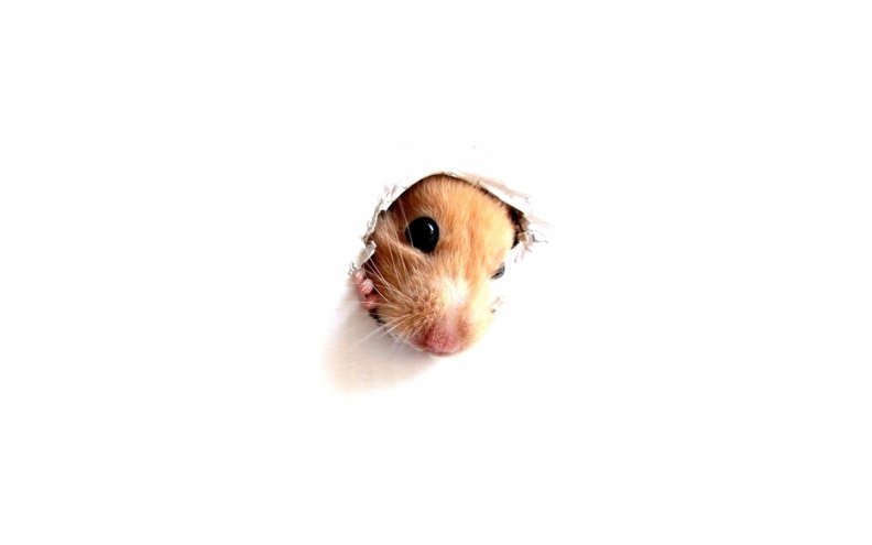 Curious hamster