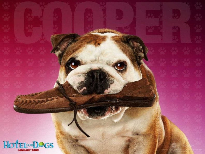 hotel_for_dogs_cooper.jpg