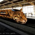 leopard train