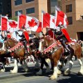 Calgary Stampede Parade