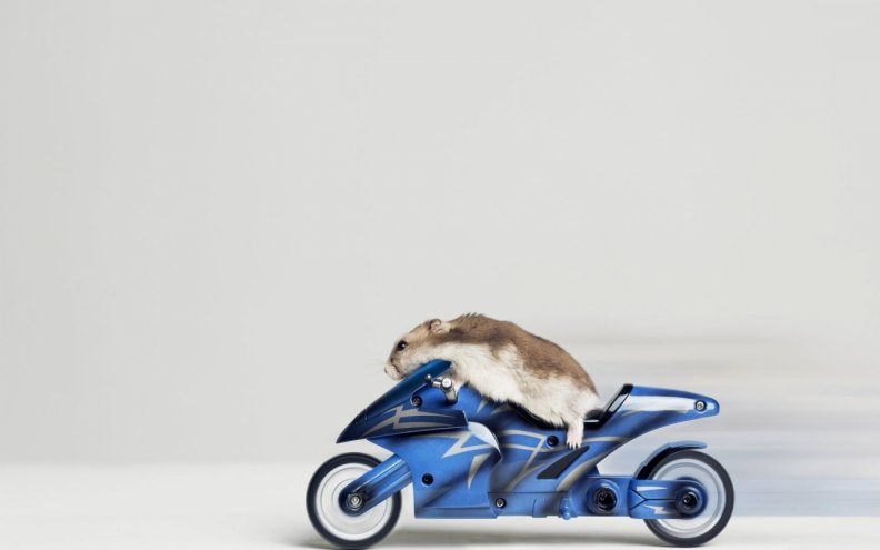 Hamster on motorcycle
