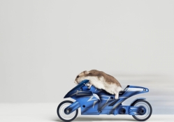 Hamster on motorcycle