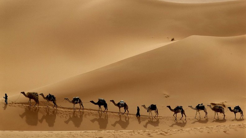 Camels Crossing the Desert Sands