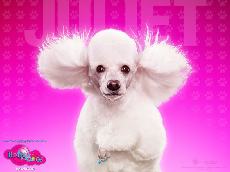 Hotel For Dogs _ Juliet