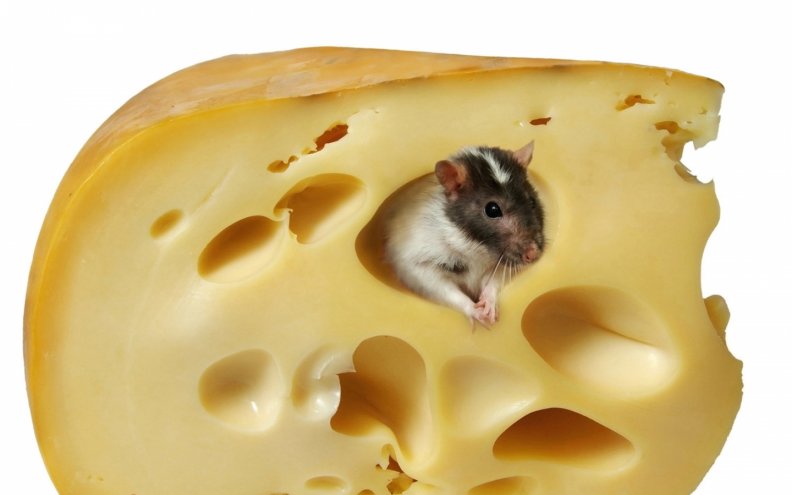Good cheese