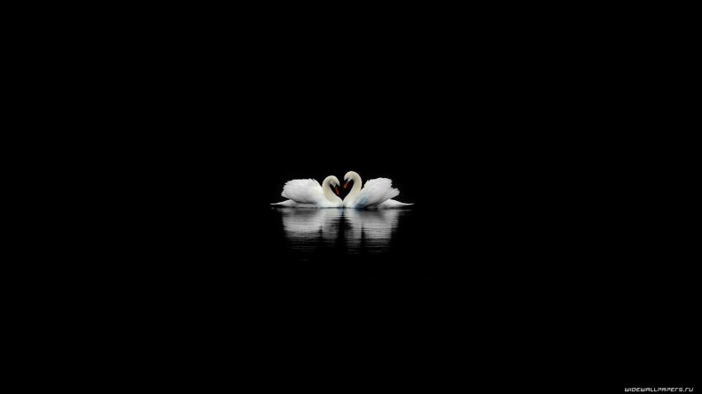 2_swans.jpg