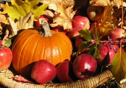*** Autumn harvest in basket ***