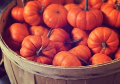 *** Pumpkins for Halloween ***