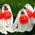 Trick Or Treating Dogs