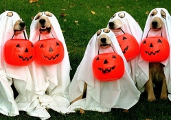 Trick Or Treating Dogs