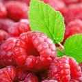 sweet raspberry