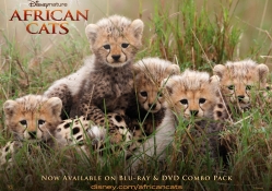 African_Cats