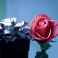 Gift With Rose