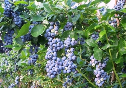 *** Blueberry ***
