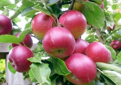 *** Apples on a tree ***