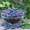 *** Blueberries ***