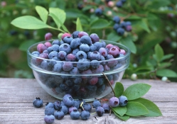 *** Blueberries ***
