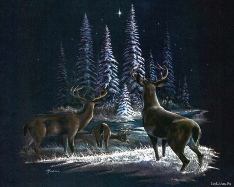 deer_on_christmas_eve.jpg